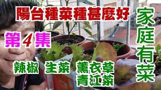 【家庭有菜】陽台種菜(第4集)