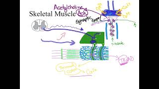 Dr. Benaduce: Neuromuscular junction - Skeletal muscle contraction (Muscular Tissue lecture)