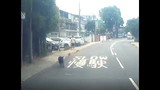 車CAM直擊 - 拎住條繩又唔拖好你隻狗 想害死佢咩？