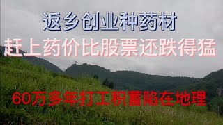 返乡创业种药材，价格跌得比股票还猛；60万打工积蓄全埋在地里！