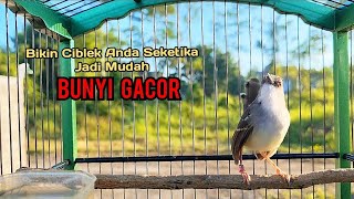 SUARA BURUNG CIBLEK GACOR COCOK UNTUK PIKAT CIBLEK‼️MASTERAN CIBLEK JUARA DAN PANCINGAN CIBLEK