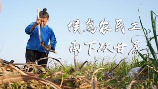 一群来自贵州的农民，每年冬天如候鸟般南下砍甘蔗，他们为何选择季节性务工？｜Cut sugarcane