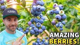 Make Your BLUEBERRIES Produce Like CRAZY In 5 Easy Steps!