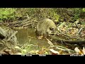 rabid raccoon vs. healthy raccoon