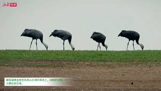 鄱阳湖冬夏候鸟“换岗”