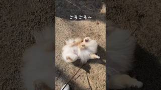 地面に体をこすりつけるポメラニアン #ポメラニアン #お散歩 #かわいい #犬のいる生活