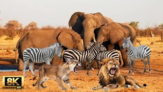 8K African Wildlife : Chobe National Park, Botswana | Enter the Savage Kingdom