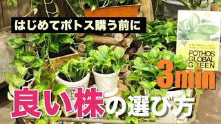 【ポトス生産者が伝授】3分で分かる良い株を選ぶポイント