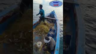 இழுக்க இழுக்க மீன் வந்துகிட்டு இருக்கு #fishcatching #kilakarai #kadalosai