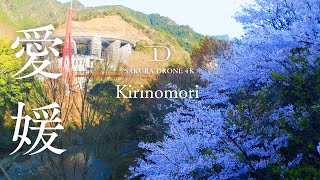 [桜ドローン撮影4K] 愛媛県四国中央市霧の森｜桜ドローンプロジェクト