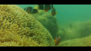 香港東心淇潛水,小丑魚, Dive Buddies Diving in Hong Kong, Tung Sam Kei, Clownfish