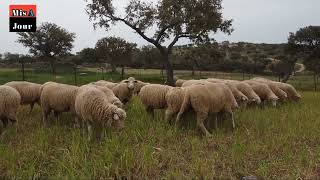 À un mois de l’Aïd El-Adha : Le marché des moutons connaît une grande instabilité