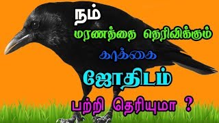 இந்த அறிகுறிகள் இருந்ததால் வெளியே செல்லாதீர்கள் | காக்கை ஜோதிடம்