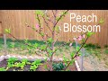 Watch Plants Grow: Peach Blossom Time Lapse