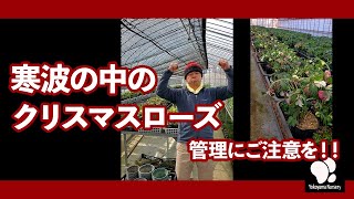 寒波の中のクリスマスローズの様子　◆横山園芸 公式◆【2025】