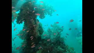 【江ノ島 ボート ダイビング】神奈川の海なのに、カラフルな魚が沢山✨江ノ島から1時間で、この海に潜れるなんて幸せだな♪