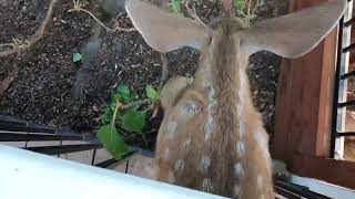 Young Deer trapped in wrought iron fence rescue