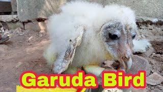 Garuda Bird