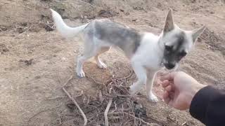 철없는 시골 초딩 강아지 초롱이 이야기(The story of rural dog \