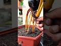 plant video