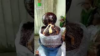 Plant #video