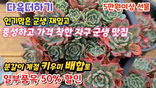 다육더하기(2) 인기종 군생다육 재입고 💥일부50%할인품목 💥키우미배합토