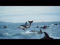 ‘The ocean and us’ - BBC Earth, United Nations Ocean Conference
