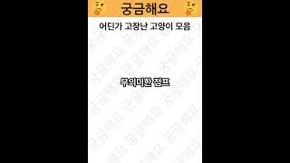 어딘가 고장난 고양이 모음