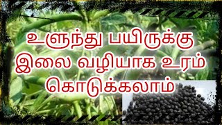 உளுந்து பயிருக்கு இலை வழியாக உரம் கொடுக்கலாம் !!  2%DAP கரைசல் தெளிப்பு #blackgram #pulses