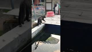 kucing masuk kolam ikan #shorts