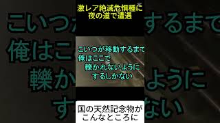 超激レア生物に夜の道でエンカウント 【沖縄】【本編は関連動画から！】#絶滅危惧種 #生物 #希少生物 #爬虫類 #カメ