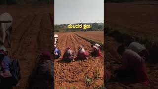 ಬಿತ್ತನೆ ಮಾಡುತ್ತಿರುವೆವು #shorts #trending #villagelife #viralvideo