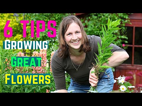 6 Tips for Growing Great Flowers 6 Tips for Growing Great Flowers