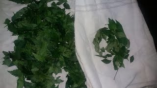 How to dry Neem and Curry leaves at home.