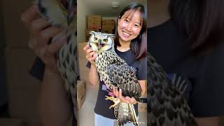 Owl play with woman hand #owl#palay#woman#hand#cute