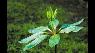 Fantastic Herbal Medicine