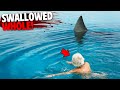 1 Hour of Swimmers SWALLOWED WHOLE By Sharks!