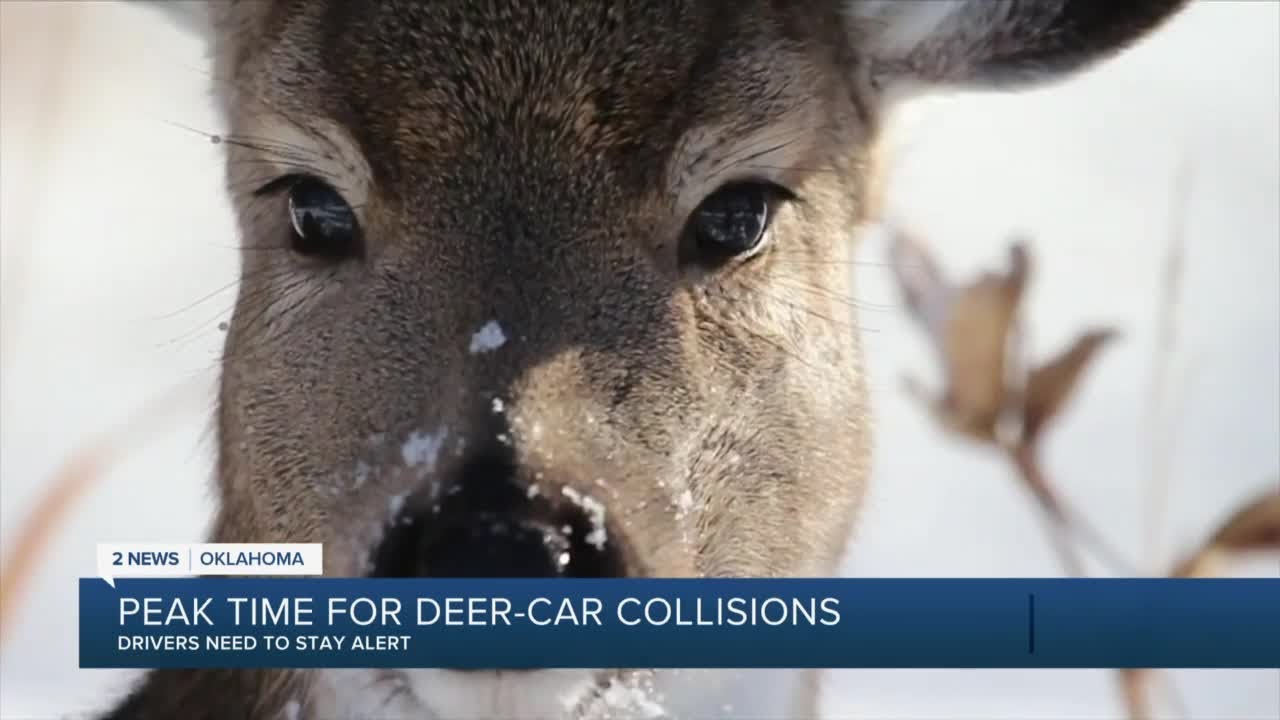 Deer-car Collisions On The Rise After Daylight Saving Time - YouTube