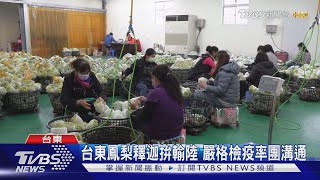 台東鳳梨釋迦拚輸陸 嚴格檢疫率團溝通｜TVBS新聞@TVBSNEWS02