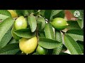 guava leaves benefits अगर आपको भी हैं ये समस्याएं तोआप सुबह खाली पेट अमरूद