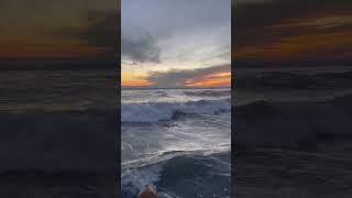 English Lab Swimming In The Surf at Sunset in Mexico