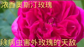 035【J\u0026J花漾年華】【字幕版】浓香变色奥斯汀玫瑰 Munstead Wood,  Super Fragrant Rose