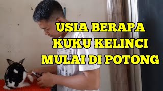 KAPAN WAKTU YANG TEPAT UNTUK MEMOTONG KUKU KELINCI