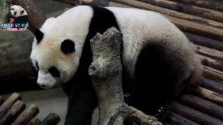 20170326 適合圓仔睡好覺的一天 The Giant Panda Yuan Zai