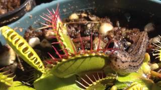 Venus fly trap eats slug/ Carnivorous plant eats slug Warning Super Intense
