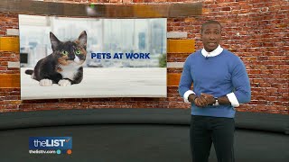 The Benefits of Having Pets at Work