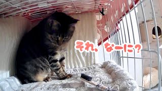 保護した地域猫、暴れ始める。