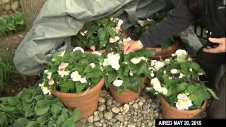 Protect your tender plants in spring