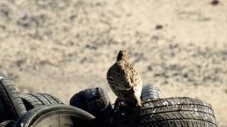 פרנקולין שחור זוג Black Francolin