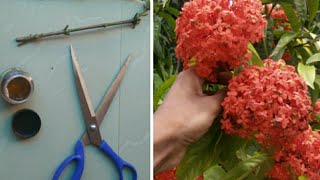 How to grow ixora from cuttings| How to grow ixora fast